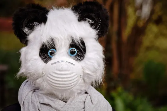 קזינו קברט קלאב תמיכה